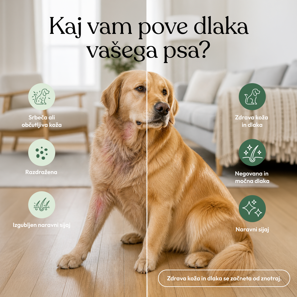 Skin & Coat Chew