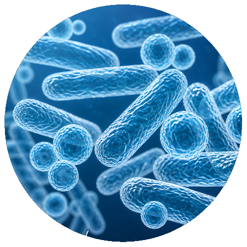 Bacillus velezensis